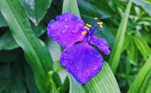 Small-leaf spiderwort(Tradescantia fluminensis)