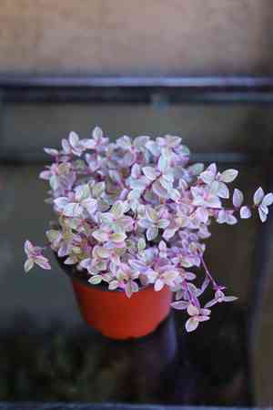 Turtle vine(Callisia repens)