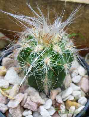 Kikuyu grass(Cenchrus clandestinus)