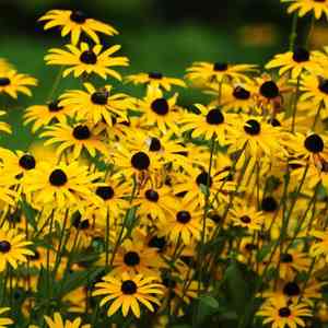 Black-eyed susan(Rudbeckia hirta)