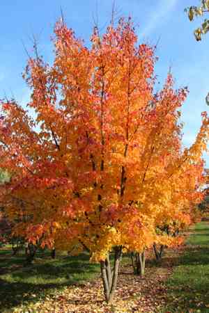 Red maple(Acer rubrum)