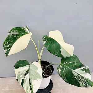 Centipede tongavine(Epipremnum pinnatum)