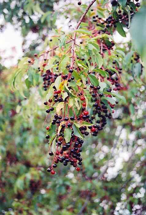 Black cherry(Prunus serotina)