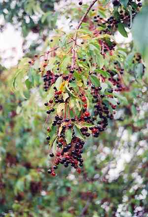 Black cherry(Prunus serotina)