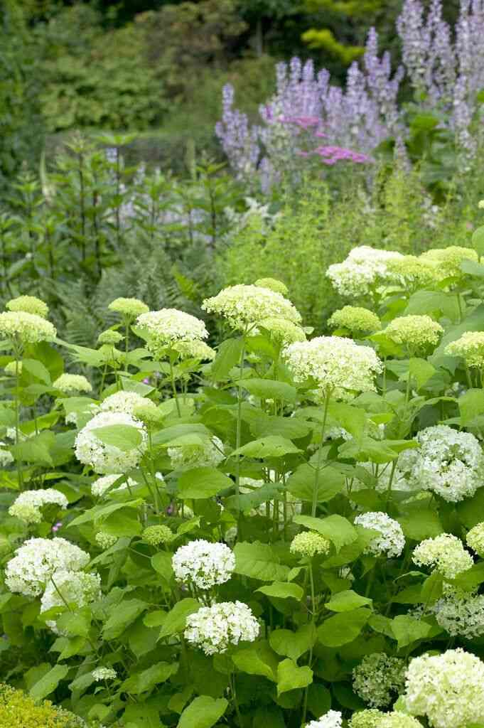 Smooth hydrangea(Hydrangea arborescens)