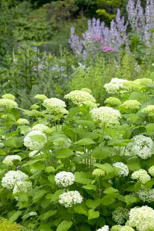 Smooth hydrangea(Hydrangea arborescens)