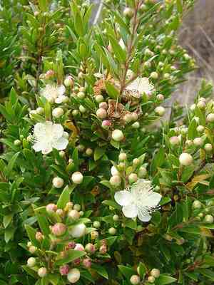 Common myrtle(Myrtus communis)