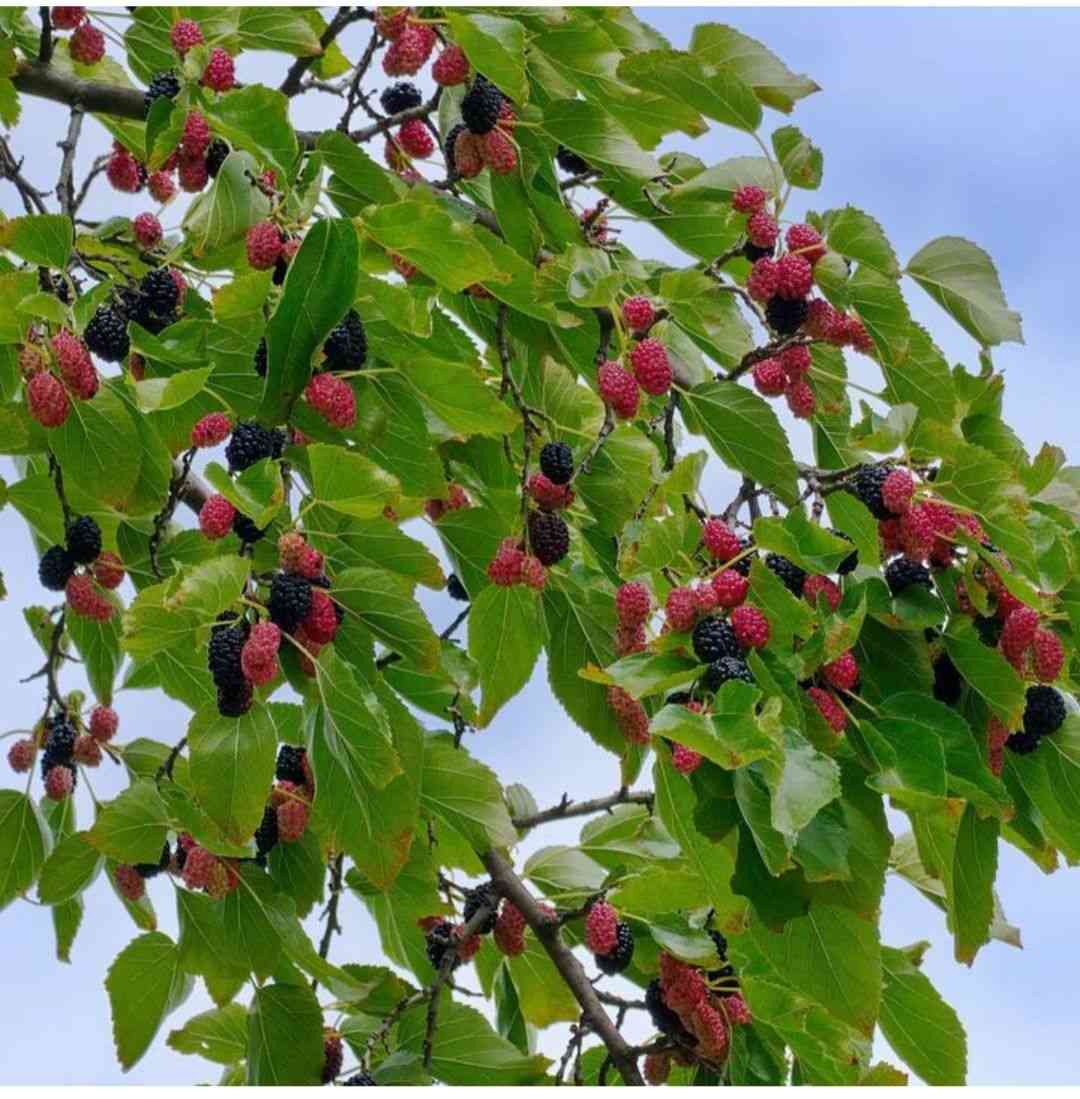 Mulberry(Morus alba)