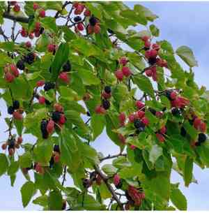 Mulberry(Morus alba)