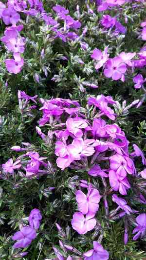 Creeping phlox(Phlox subulata)