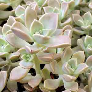 Ghost plant(Graptopetalum paraguayense)