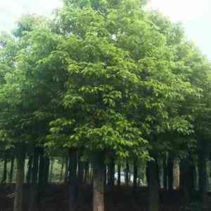 Camphor tree(Cinnamomum camphora)