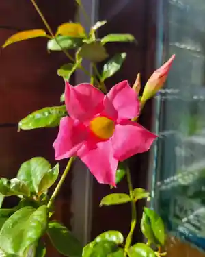 Brazilian jasmine(Mandevilla sanderi)