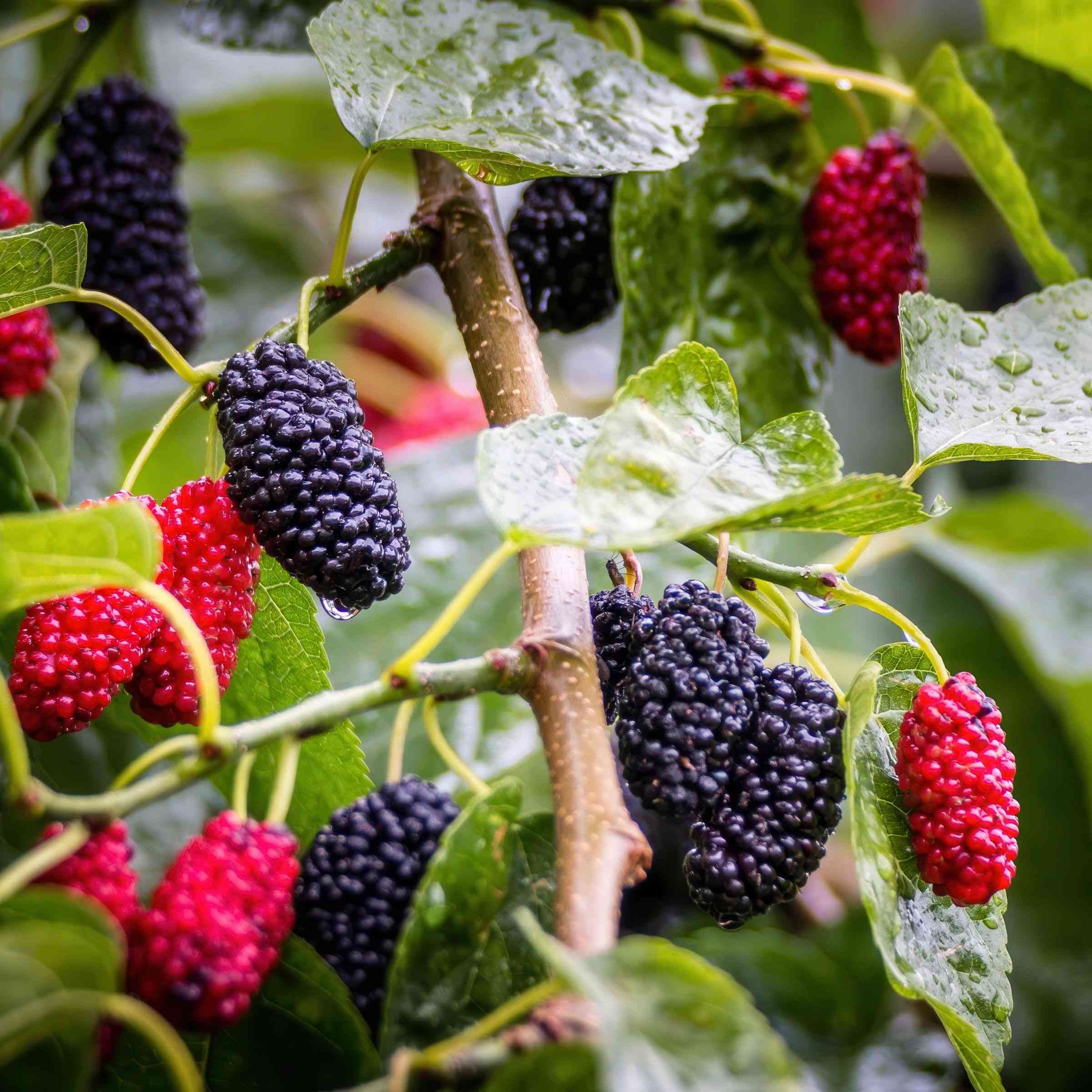 Red mulberry(Morus rubra)