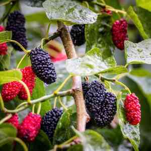 Red mulberry(Morus rubra)
