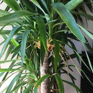 Yucca gigantea(Yucca gigantea)