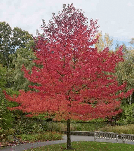 Sweetgum