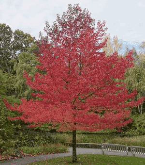 Sweetgum(Liquidambar styraciflua)