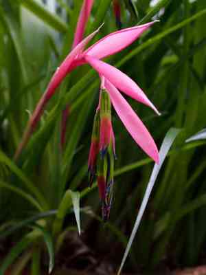 Queen's tears(Billbergia nutans)