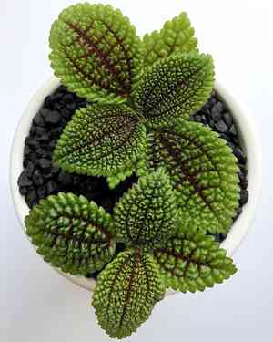 Friendship plant(Pilea involucrata)