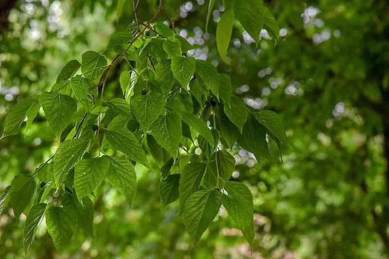 Common hackberry(Celtis occidentalis)