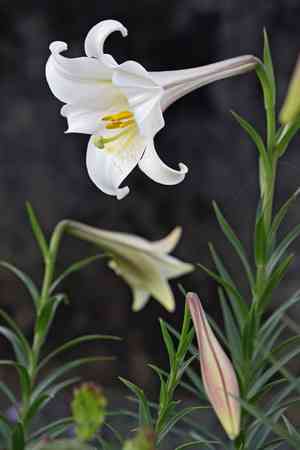 Easter lily(Lilium longiflorum)