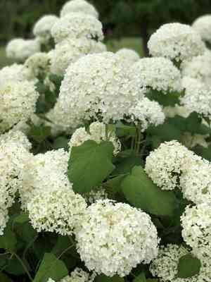 Smooth hydrangea(Hydrangea arborescens)