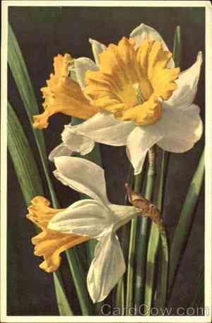 Wild daffodil(Narcissus pseudonarcissus)