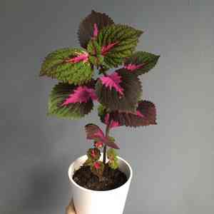 Common coleus(Coleus scutellarioides)