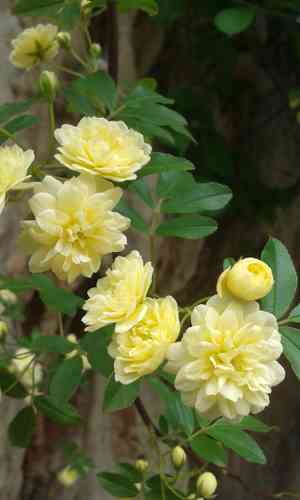 Lady banks's rose(Rosa banksiae)