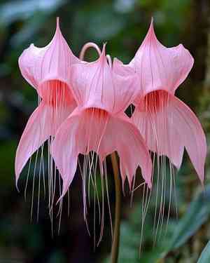 Black bat flower(Tacca chantrieri)