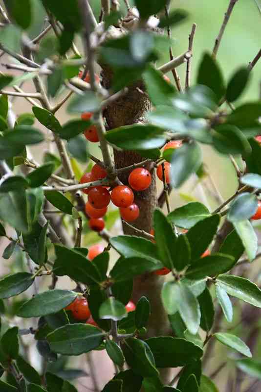 Yaupon(Ilex vomitoria)