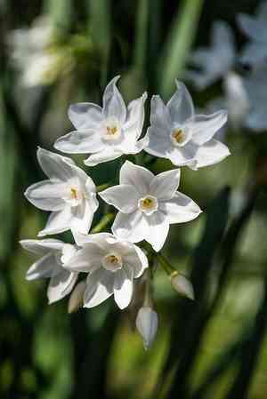 Paperwhite narcissus(Narcissus papyraceus)