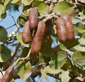 Stinkingtoe(Hymenaea courbaril)