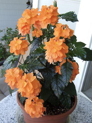Firecracker flower