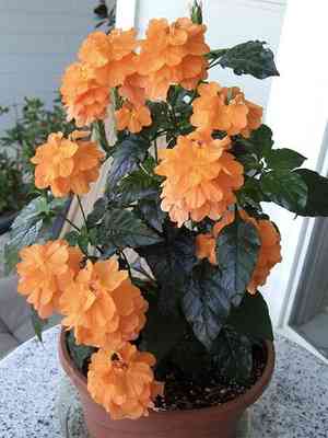 Firecracker flower(Crossandra infundibuliformis)