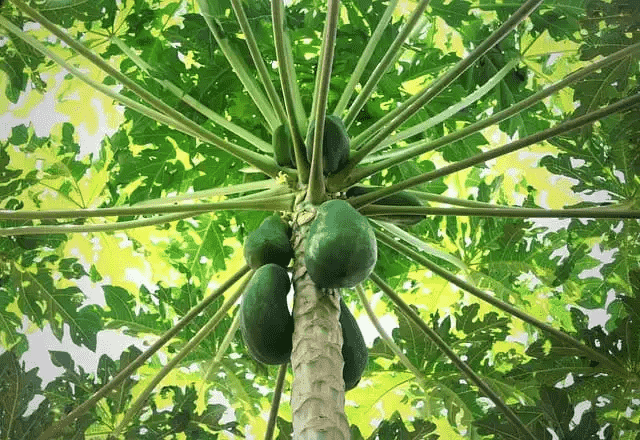 Pawpaw(Asimina triloba)
