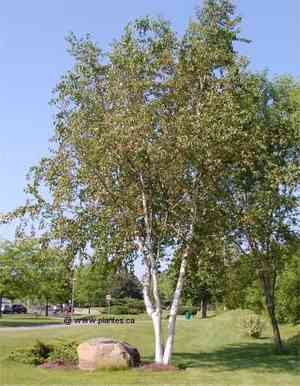 Paper birch(Betula papyrifera)