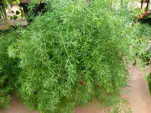 Garden asparagus(Asparagus officinalis)