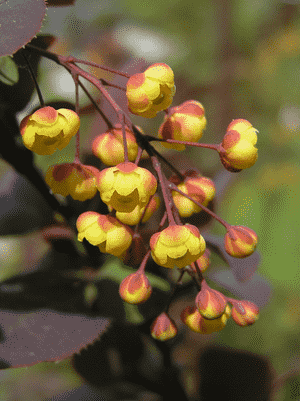 Japanese barberry(Berberis thunbergii)
