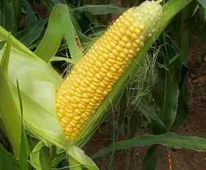Maize(Zea mays)