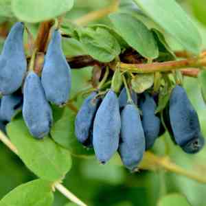 Honeyberry(Lonicera caerulea)