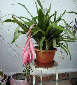Queen's tears(Billbergia nutans)
