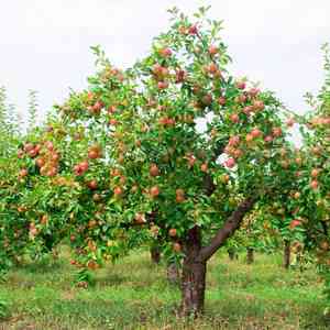 Malus domestica(Malus domestica)