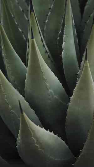 Agave demeesteriana(Agave demeesteriana)