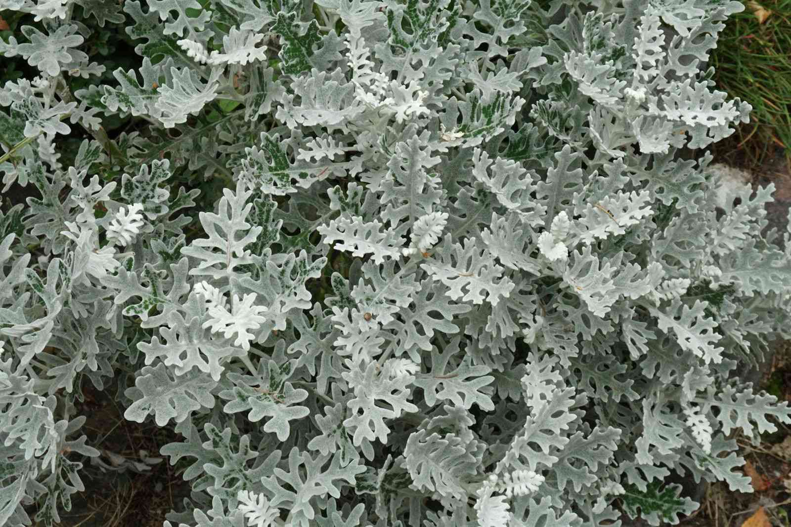 Silver ragwort(Jacobaea maritima)