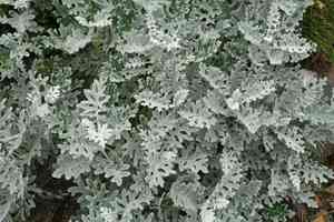 Silver ragwort(Jacobaea maritima)