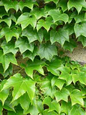Boston ivy(Parthenocissus tricuspidata)