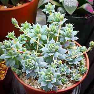 Graptopetalum macdougallii(Graptopetalum macdougallii)