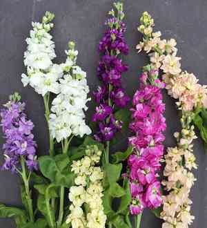 Tenweeks stock(Matthiola incana)